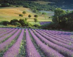 Being within minutes of downtown, our location is ideal for hotel lodging in olympia, tumwater, rochester and the west side of olympia. Lavender Hillside August In My Provence Calendar Kate Flickr