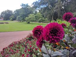 Eine Wunderschune Dahlie Im Schlossgarten Vom Schloss Helsingborg In Schweden Flower Blumen Pflanzen Plants Garten Rot Georginen Sweden Sk Plants