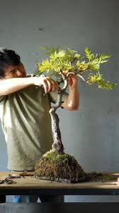 Image result for Grevillea robusta