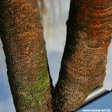 Image result for Xerophyta kirkii