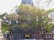 Image of Bodhi Tree