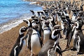 La fiscalía de chubut estima cientos de animales fallecidos por el accionar ilegal. Punta Tombo Tour 2021 Puerto Madryn