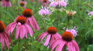 Maybe you would like to learn more about one of these? Stunning Ohio Wildflowers To Find In Summer