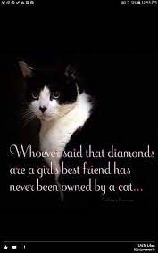 Pin By Lori Reynolds On Light Quotes Cat Quotes Funny Cat Lover Quote Funny Cat Images