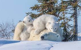download wallpapers polar bears family of bears winter snow trees besthqwallpapers com orso polare animali cani carini