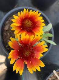 Maybe you would like to learn more about one of these? Gaillardia X Grandiflora Arizona Sun Blanket Flower From Colesville Nursery