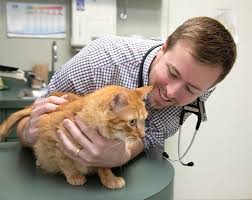 Jun 10, 2020 · the lifetime cost of a pet. Cat Dog Vaccinations In Waxhaw Pet Vaccinations