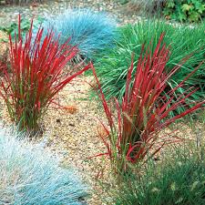 Background red background red grass grass background red grass green nature high definition picture flowers macro color pattern garden flower spring lawn season fresh texture weeds wallpaper. Japanese Blood Grass Red Baron Suttons