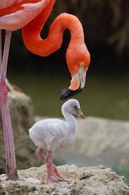 Baby Bird With No Feathers Photo Of A Baby Flamingo At The San Diego Zoo Flamingo Pet Birds Animals