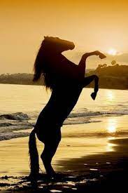 Where Stories Live Passion Cheval Photographie Equestre Animaux Beaux