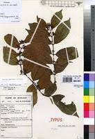 Image result for Baissea leontonori