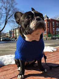 Check spelling or type a new query. Dog Walking Top Dog Walkers And Pet Sitters Adventures Washingtonian Dc Dog Sitter Where All Pets Become Family