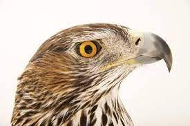photographic print a bonelli s eagle aquila fasciata fasciata by joel sartore 24x16in photographic print high quality art prints print