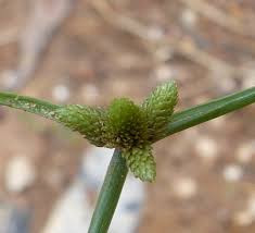 Image result for Lipocarpha