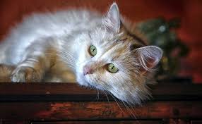 11 likes · 1 talking about this. Comment Gerer Une Allergie Au Chat Peut On Quand Meme Cohabiter Avec Un Chat