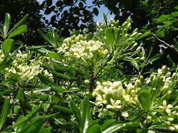 Leaf diseases are usually the result of. The Complete Guide To Pittosporum Green Ideas