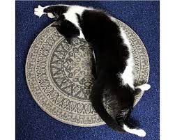 Pin On Cat Infographics Memes And Inspirational Posters