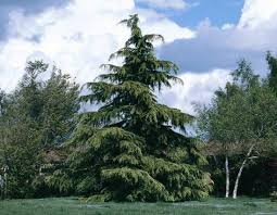 Per year (30 cm), this golden himalaya cedar makes an elegant specimen tree. Deodar Cedar