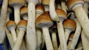 How big of a dose of magic mushrooms do you need? Doctors Could Tap Shrooms To Relieve Pain