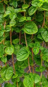 Image result for Pilea rivularis