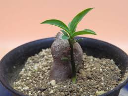 Image result for Monadenium pedunculatum