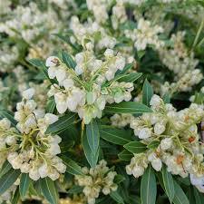 Image result for Pieris japonský debutante obrázek