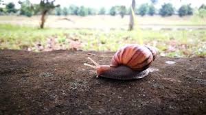 Siput ni namanya siput air atau siput gondang, bukan siput babi. Siput Babi Stock Video Footage 4k And Hd Video Clips Shutterstock