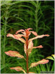 Image result for Ludwigia senegalensis