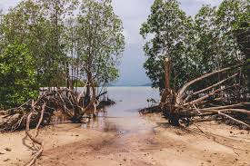 Today islamic date in pakistan. Pakistan Restores Mangroves For Economy And Ecosystem Benefits