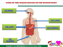 Mar 01, 2021 · what parts of the human body can be donated after death for transplantation? S0me Of The Major Organs In The Human Body Ppt Download