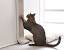 Why Do Cats Scratch Furniture