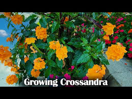 Image result for Crossandra