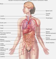 Human Body Systems Chart Jasonkellyphoto Co