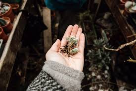 Maybe you would like to learn more about one of these? Evergreen Living With Plants Gestalten Eu Shop
