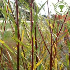 It is now rare in cultivation and has been largely replaced by salix x sepulcralis 'chrysocoma'. Ø§Ù„Ù…Ø³ØªØ¹Ù…Ù„ Ø¨Ø¹Ø¶ Ø§Ù„Ø£Ø­ÙŠØ§Ù† Ø§Ù„Ù…Ø¹Ù„Ù‚ Salix Salix Cmaptv Org