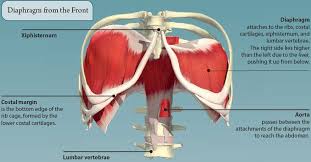 I have a dull but consistant pain on my back over the rib cage. 4 The Thorax Basicmedical Key