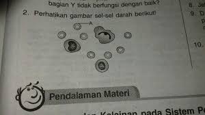 Perhatikan Gambar Gambar Sel Sel Darah Berikut A Apa Nama Bagian Darah Yang Ditunjukkan Oleh Huruf Brainly Co Id