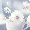 Maybe you would like to learn more about one of these? Https Encrypted Tbn0 Gstatic Com Images Q Tbn And9gcqlqaryfphde7bfwqlgun1 K1xralxqzutwgfcdsoamsfu6ikal Usqp Cau