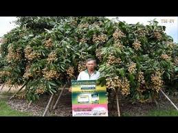 Maybe you would like to learn more about one of these? Youtube Fruit Trees Longan Agriculture