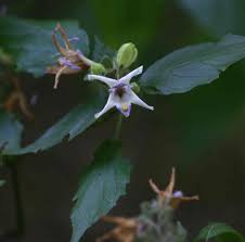 Image result for Mellera lobulata