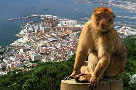 Und gibraltar ist noch immer britisch: Auf Den Felsen Von Gibraltar Affenliebe Aus Staatsrason Jugend Schreibt Faz