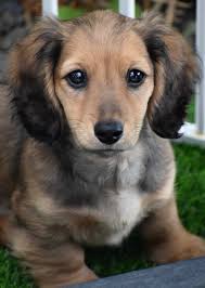 New dachshund addition to family