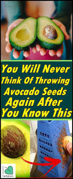 You Will Never Think Of Throwing Avocado Seeds Again After You Know This Https Www Sweetmacaw Benefits Of Eating Avocado Avocado Seed Avocado Health Benefits
