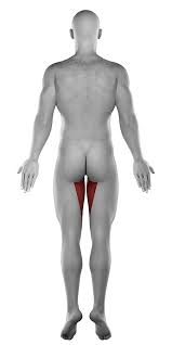 Image result for Groin Disruption