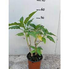 Piante contro zombi (plants vs. Mondo Piante Perenni Al Miglior Prezzo