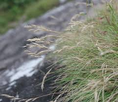 Image result for Tripogon