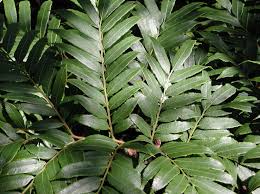 Image result for Marattiaceae