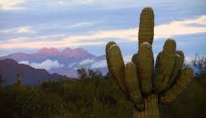 You will see that there are some cacti that are extremely tall; A Majestic Scenic Drive In Arizona The Bush Highway