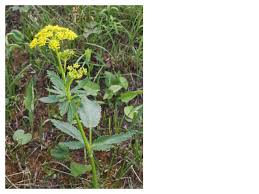 Image result for Asclepias aurea