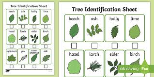Tree identification guide by bark & leaves (most common trees in the usa). Tree Identification Sheet Identify Trees In Spring Wood